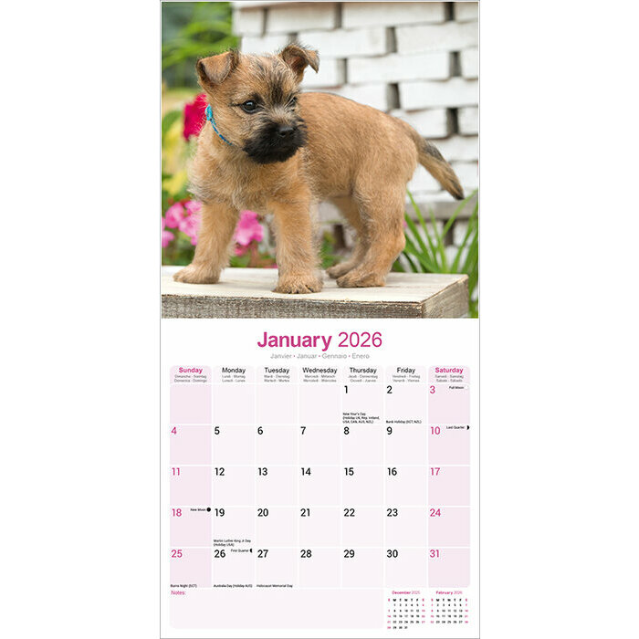 Calendrier Cairn Terrier 2026