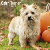 Calendrier Cairn Terrier 2025