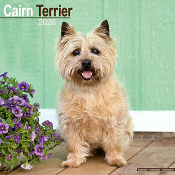 Calendrier 2026 Cairn Terrier