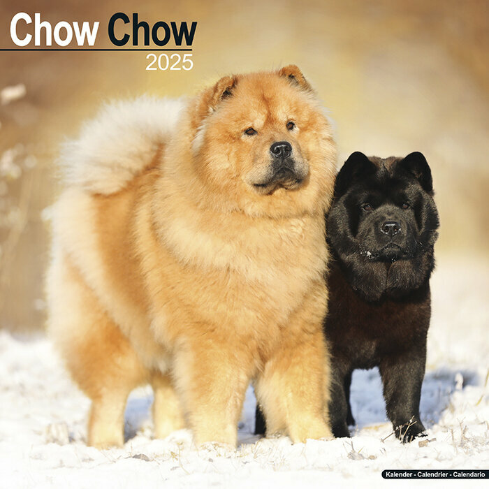 Calendrier 2025 Chow Chow Noir et Fauve