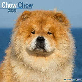 Calendrier 2025 Chow Chow