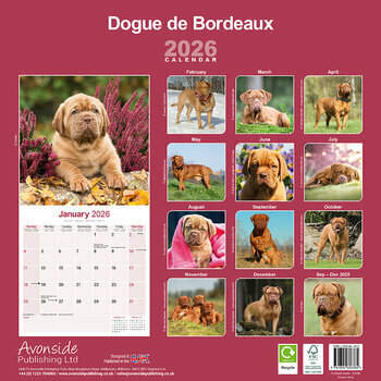 Calendrier 2026 Dogue de Bordeaux