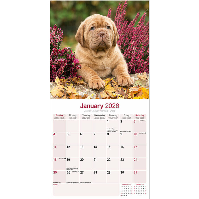 Calendrier 2026 Dogue de Bordeaux