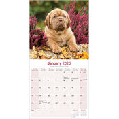 Calendrier 2026 Dogue de Bordeaux