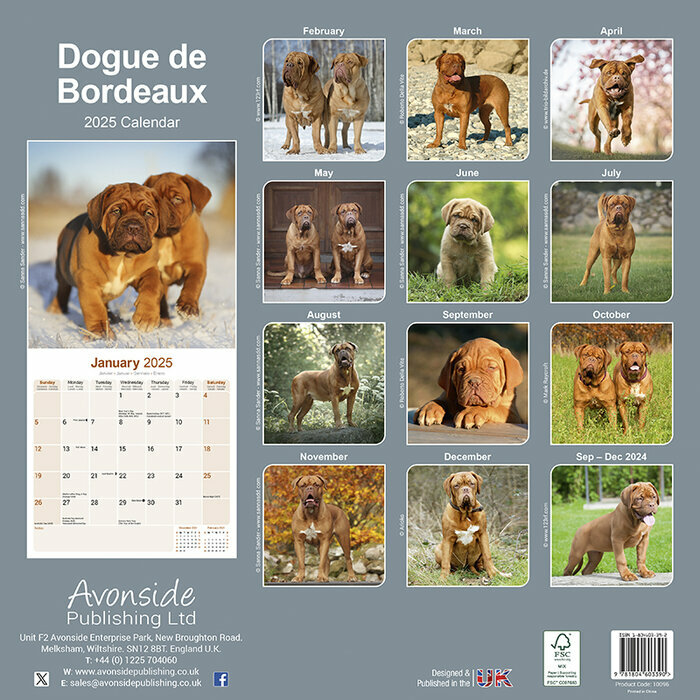 Calendrier Mural 2025 Dogue de Bordeaux