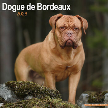 Calendrier 2026 Dogue de Bordeaux