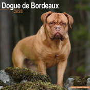 Calendrier Mural 2026 Dogue de Bordeaux