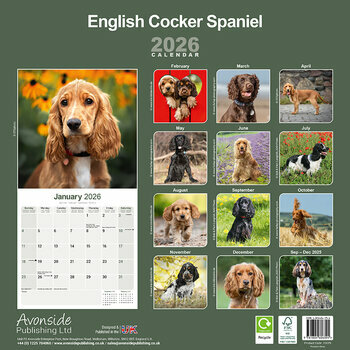 Calendrier 2026 Cocker Anglais