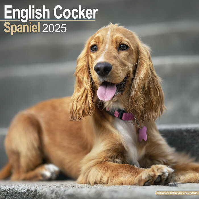 Calendrier Chien Cocker Anglais 2025