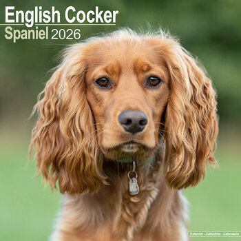 Calendrier 2026 Cocker Anglais