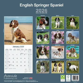 Calendrier 2026 English Springer Spaniel