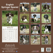 Calendrier English Springer Spaniel 2025