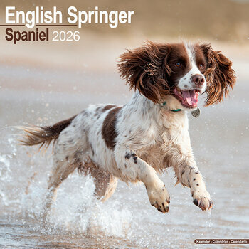 Calendrier 2026 English Springer Spaniel