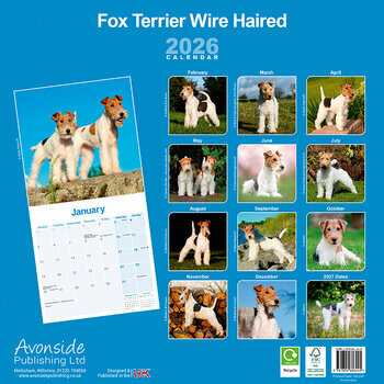 Calendrier 2026 Fox Terrier Poil Dur