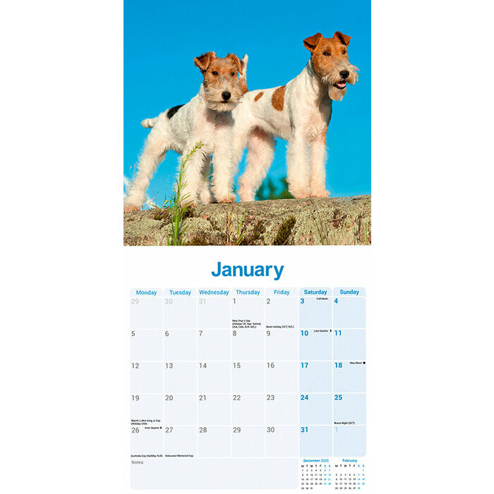 Calendrier Fox Terrier Poil Dur 2026