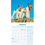 Calendrier Fox Terrier Poil Dur 2026