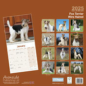 Calendrier Mural FoxTerrier Poil Dur 2025