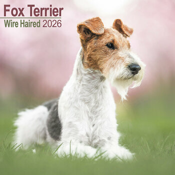 Calendrier 2026 Fox Terrier Poil Dur