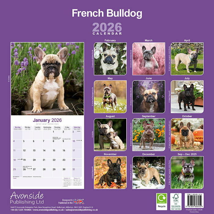 Calendrier Bouledogue Français 2026