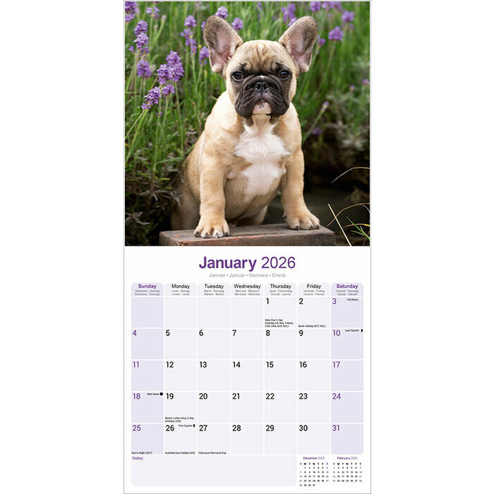 Calendrier Bouledogue Français 2026 mural Fauve