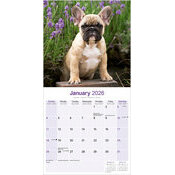 Calendrier Bouledogue Français 2026 mural Fauve