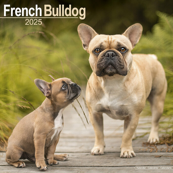 Calendrier Bouledogue Français 2025 Fauve