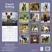 Calendrier Mural 2025 Bouledogue Français toutes couleurs