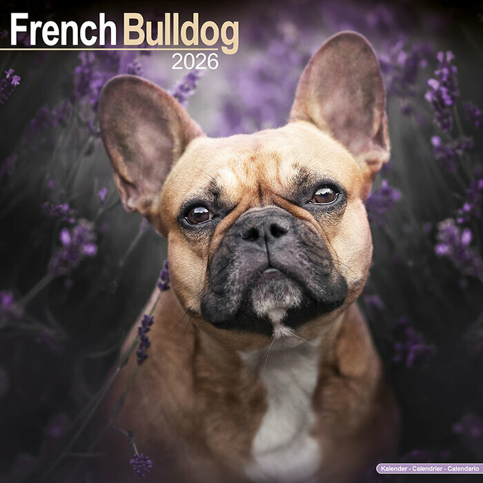 Calendrier Bouledogue Français 2026 Fauve