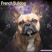 Calendrier Bouledogue Français 2026 Fauve