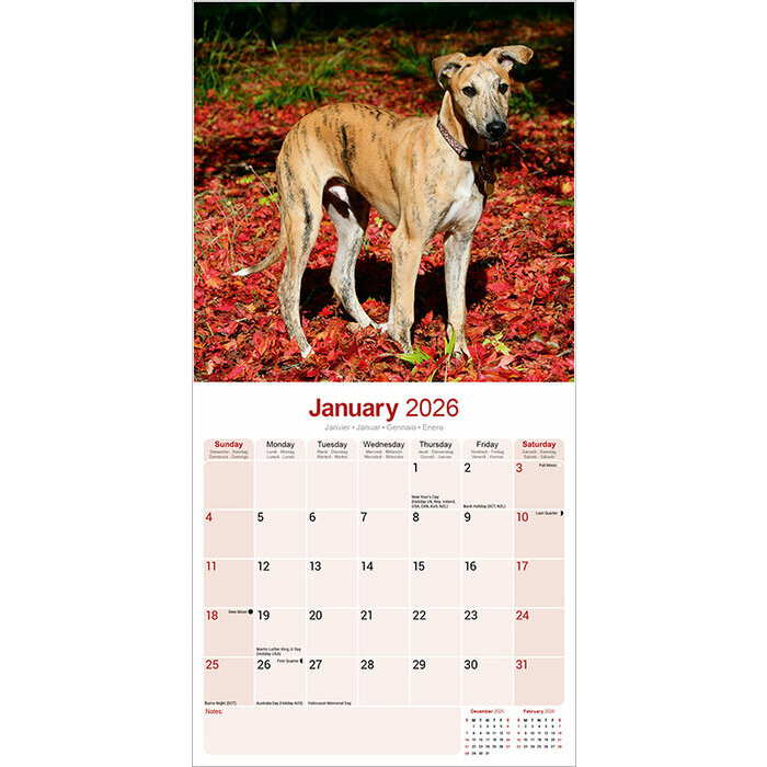 Calendrier  Greyhound 2026
