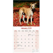 Calendrier  Greyhound 2026