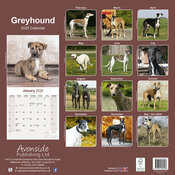 Calendrier Greyhound 2025 Toutes Couleurs