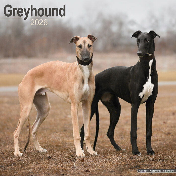 Calendrier Mural Greyhound 2026