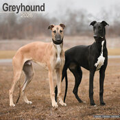 Calendrier Mural Greyhound 2026