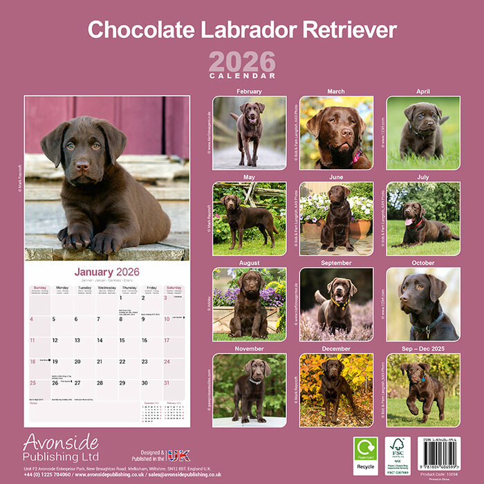 Calendrier 2026 papier Labrador Chocolat