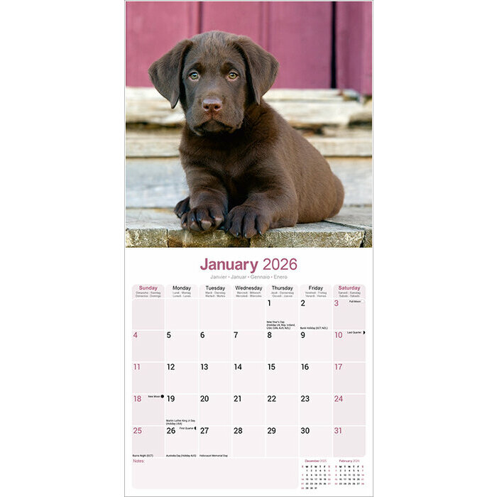 Calendrier 2026 Labrador