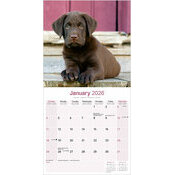 Calendrier 2026 Labrador