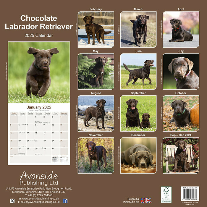 Calendrier Mural 2025 Labrador Retriever Chocolat
