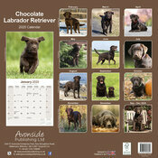 Calendrier Mural 2025 Labrador Retriever Chocolat