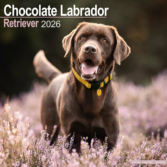 Calendrier 2026 mural Labrador Chocolat