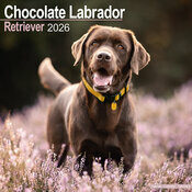 Calendrier 2026 mural Labrador Chocolat