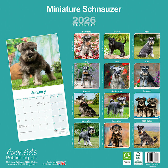 Calendrier papier Schnauzer Nain 2026
