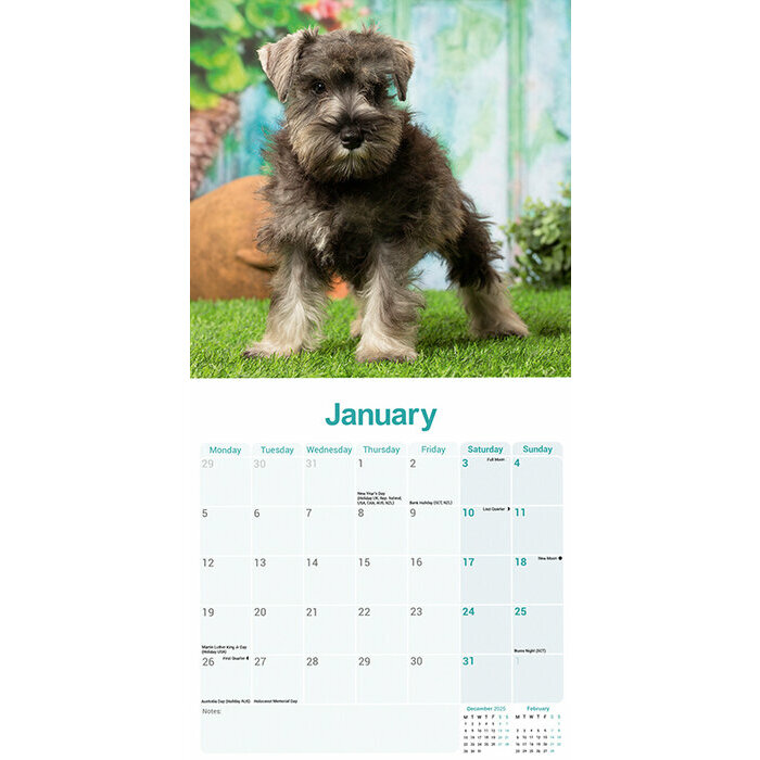 Calendrier Schnauzer Nain 2026