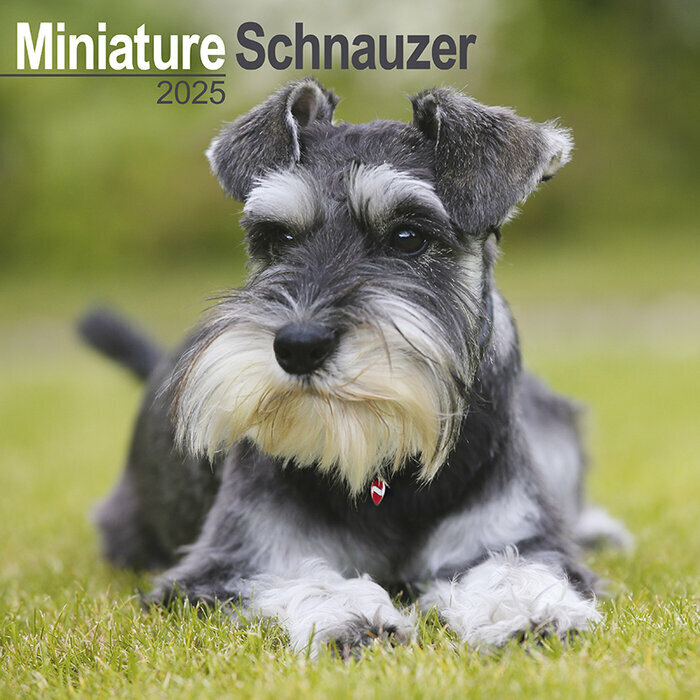 Calendrier Mural Schnauzer Nain 2025