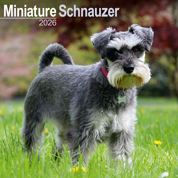Calendrier Mural Schnauzer Nain 2026
