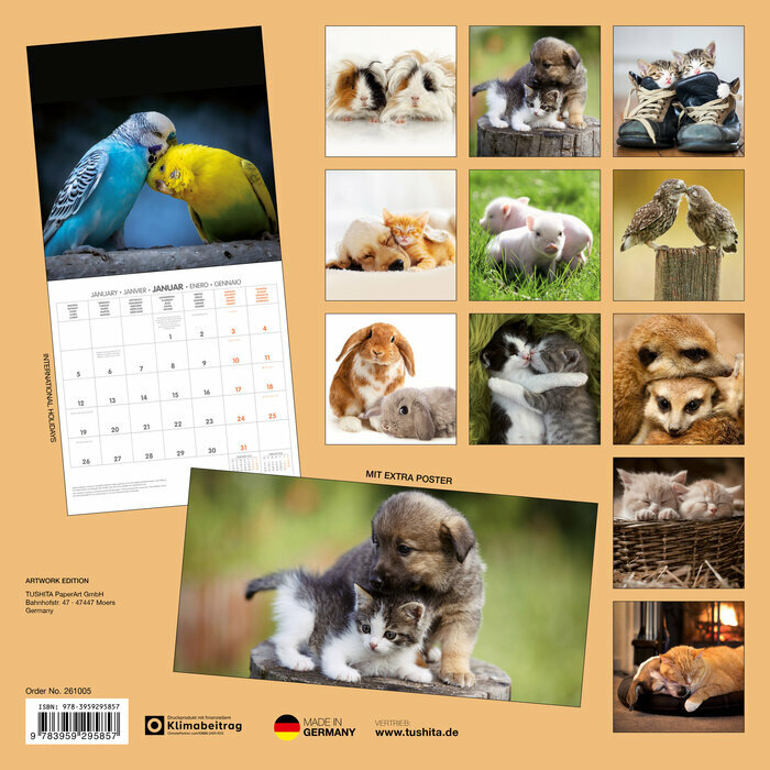 Calendrier 2026 couple Panda Animaux