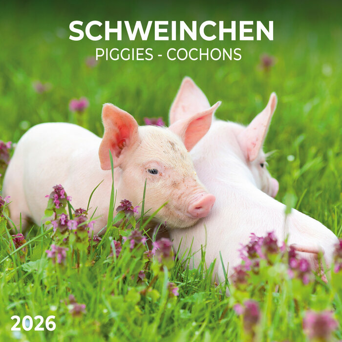 Calendrier Mural 2025 Cochon Ferme