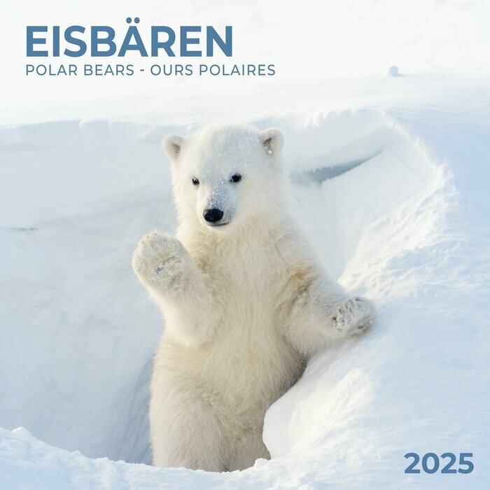 Calendrier Ours Polaire 2025 Banquise