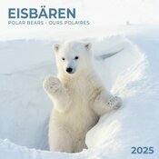 Calendrier Ours Polaire 2025 Banquise