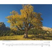 Maxi Calendrier 60x50cm 2025 Arbre Nature